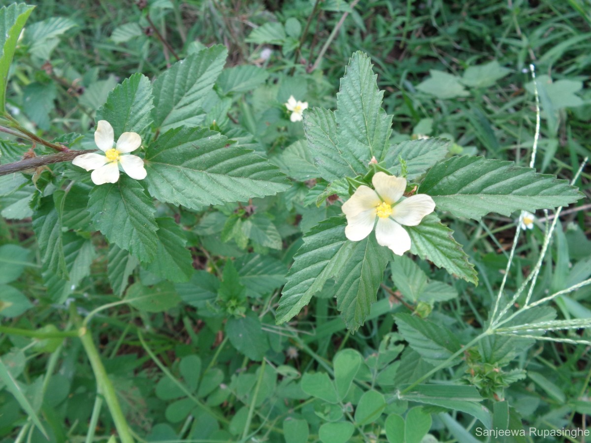 Malvastrum coromandelianum (L.) Garcke